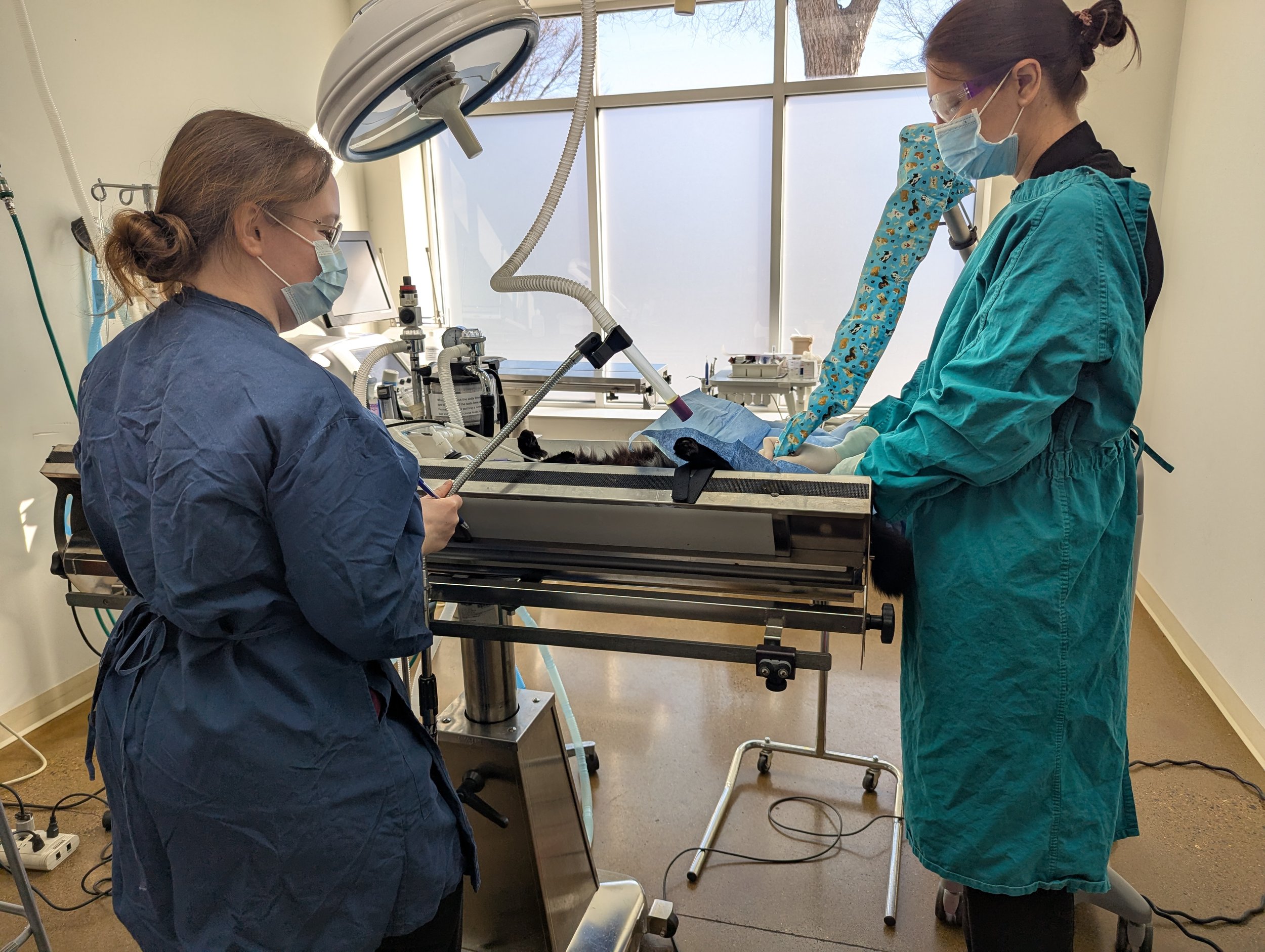 Veterinary team performing surgery in a sterile operating room