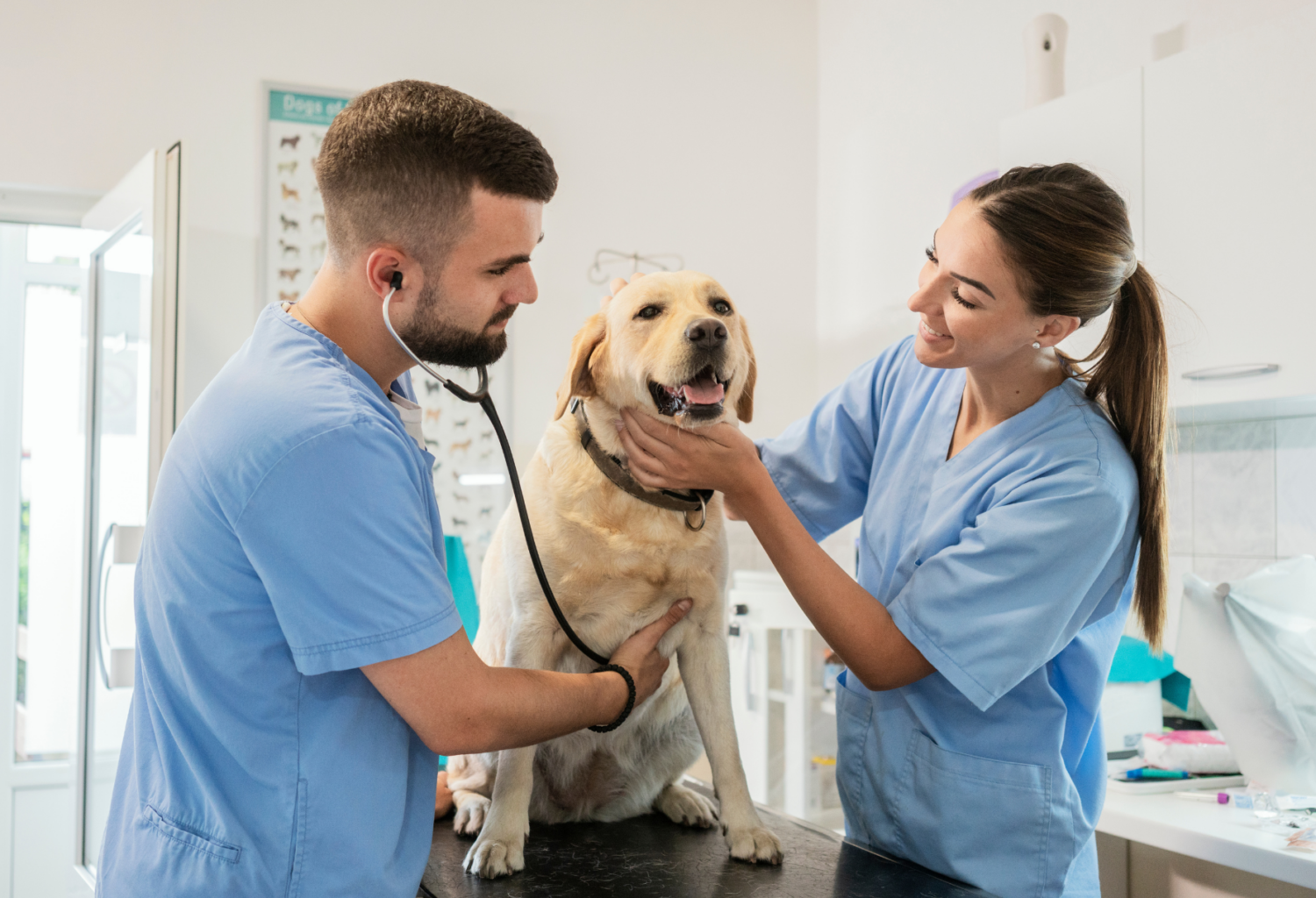 Two PawCare veterinarians examining a labrador retriever